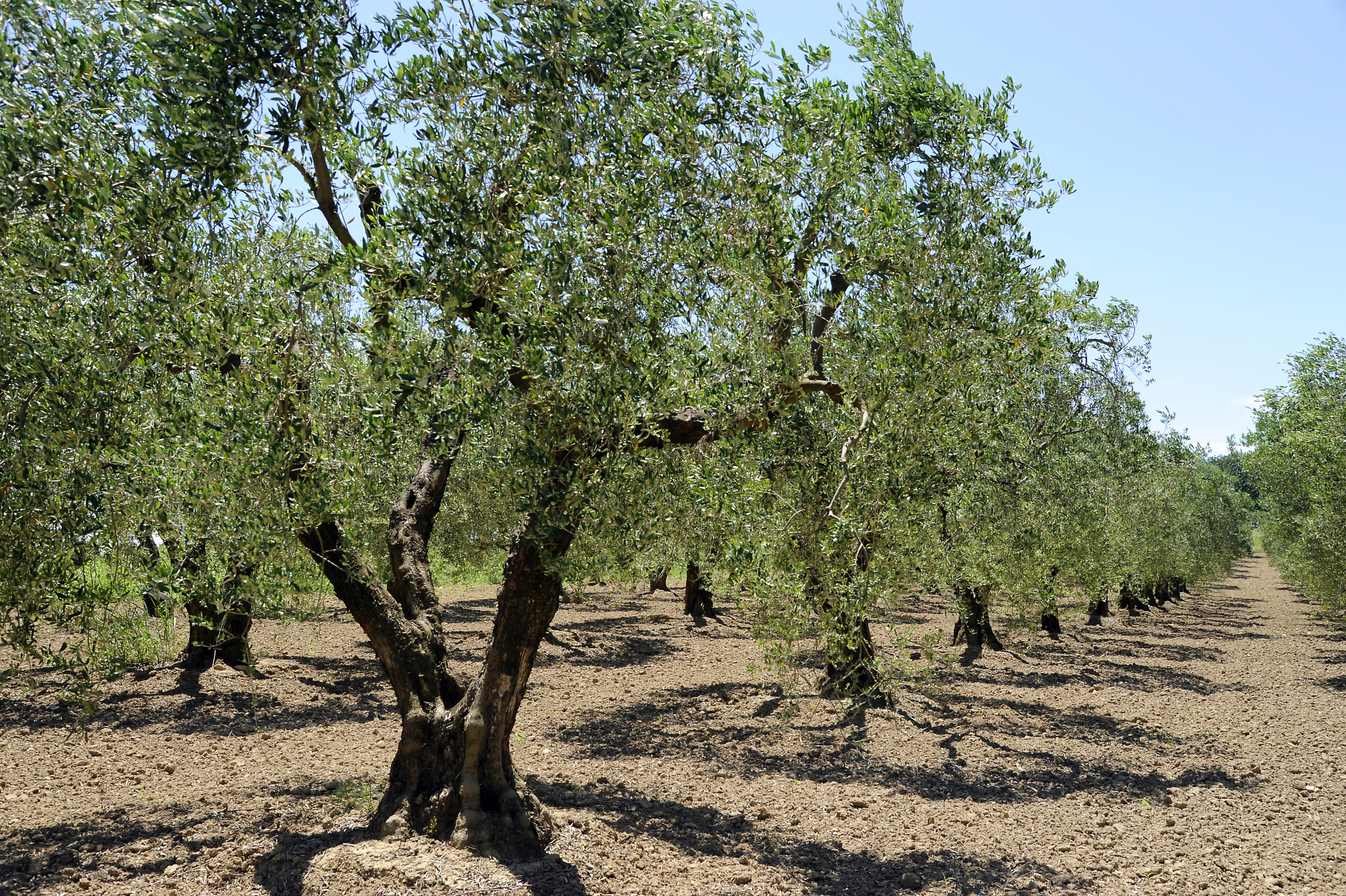 olive-trees-1-chalkidiki-pictures-geography-im-austria-forum