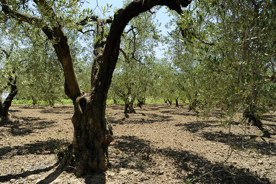 Olive Trees