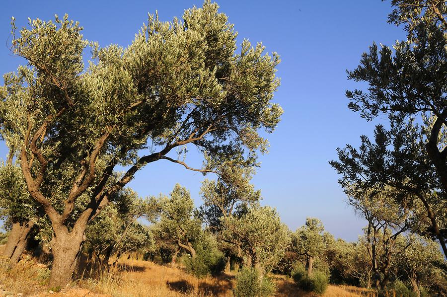 Olive Trees