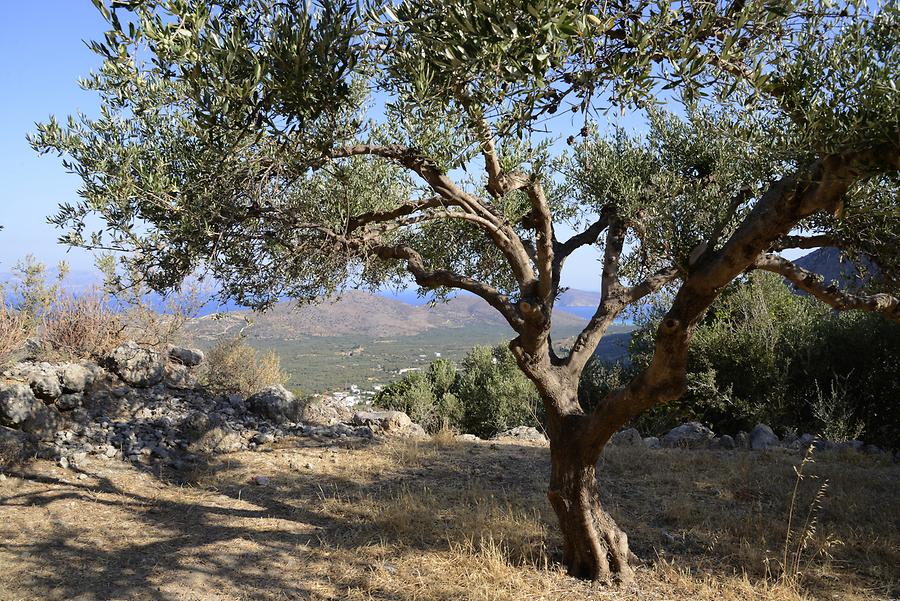 Olive Tree