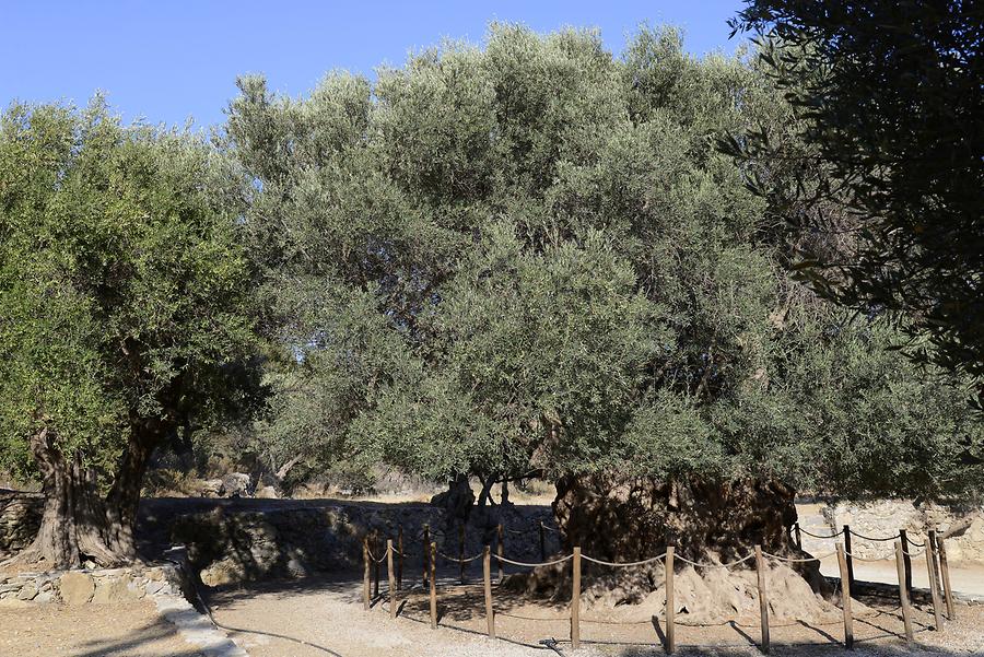 Olive Trees