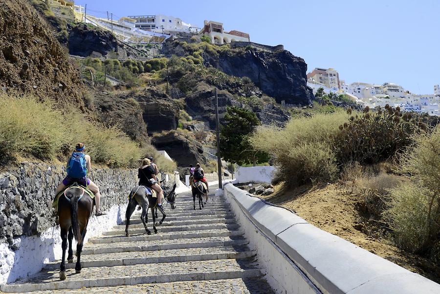 Stairway to Fira - Donkeys