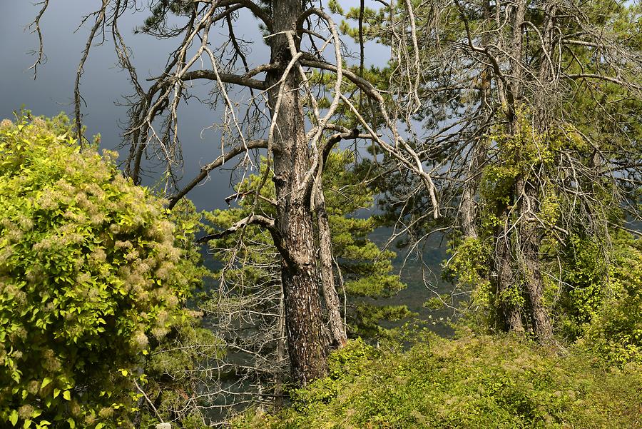 Forest around Messene