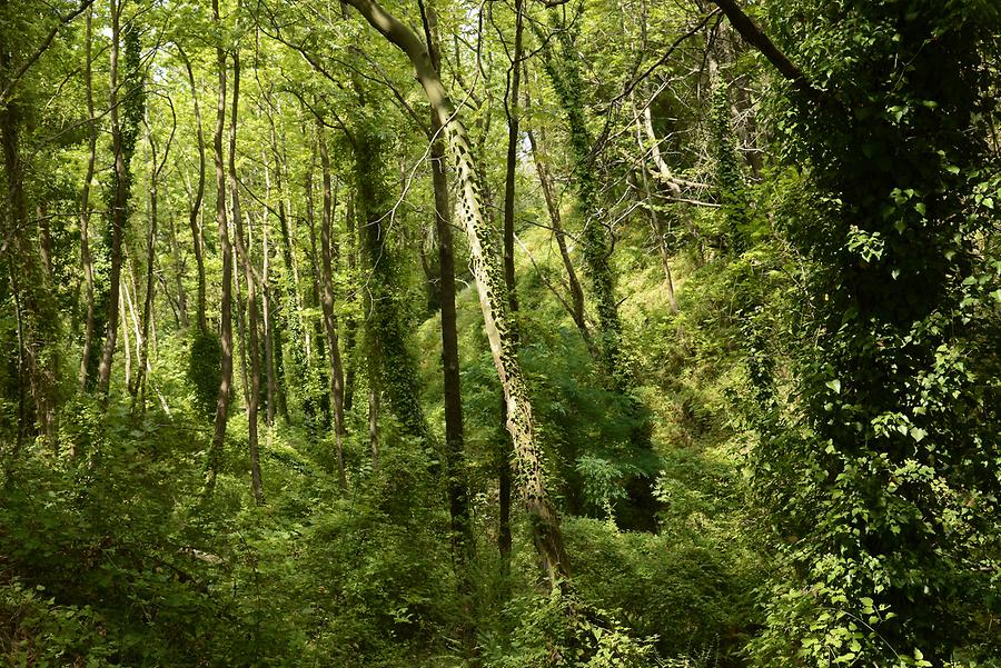 Forest around Messene