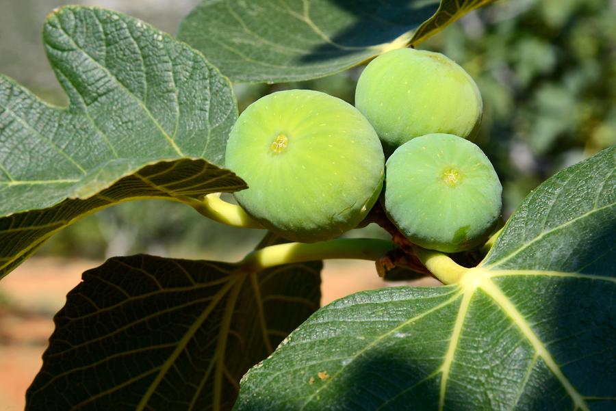 Fig Tree