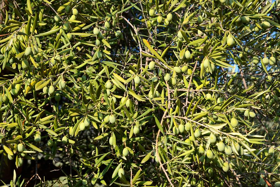 Olive Trees in Leonidion