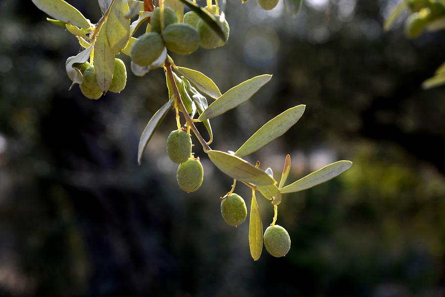 Olive Trees in Leonidion