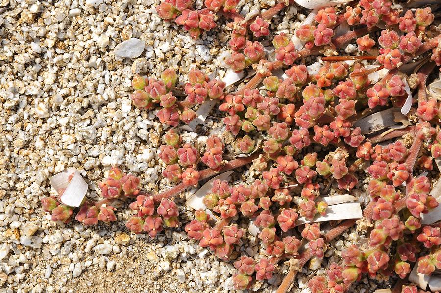 Beach Vegetation