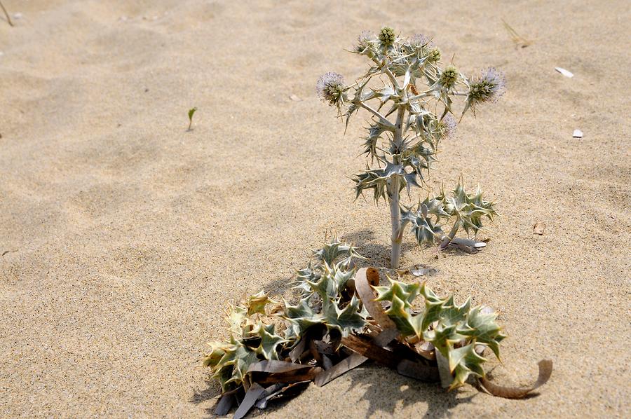 Beach Vegetation