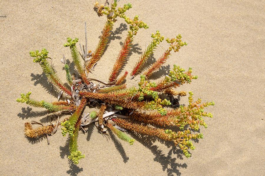 Beach Vegetation