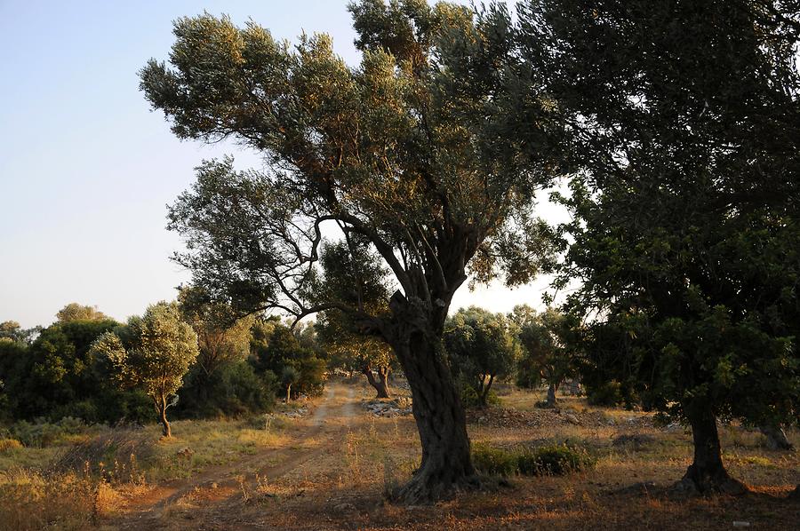 Olive Grove