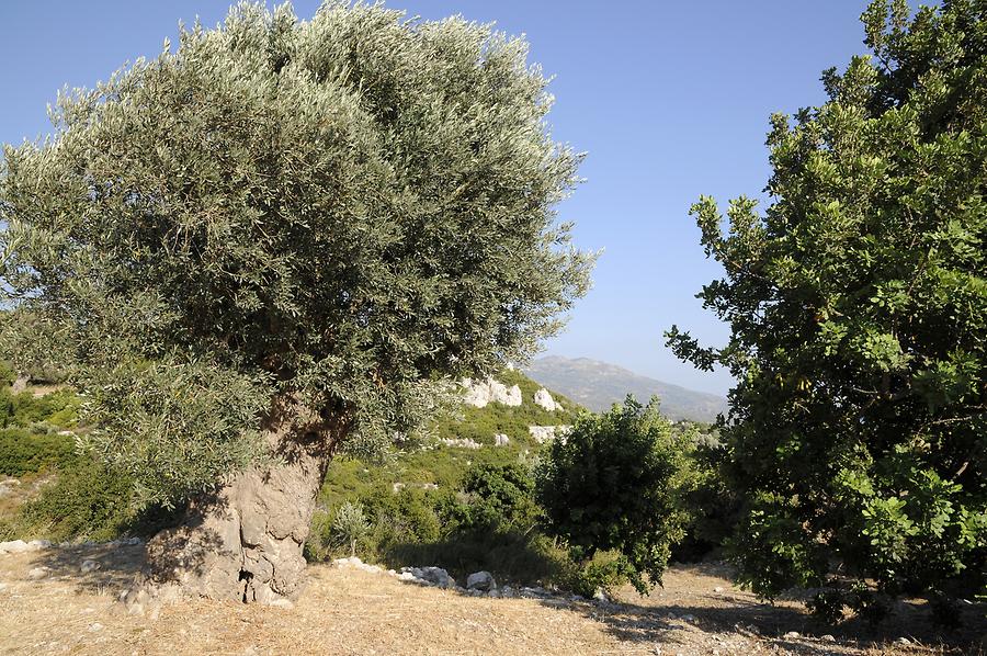 Olive Trees