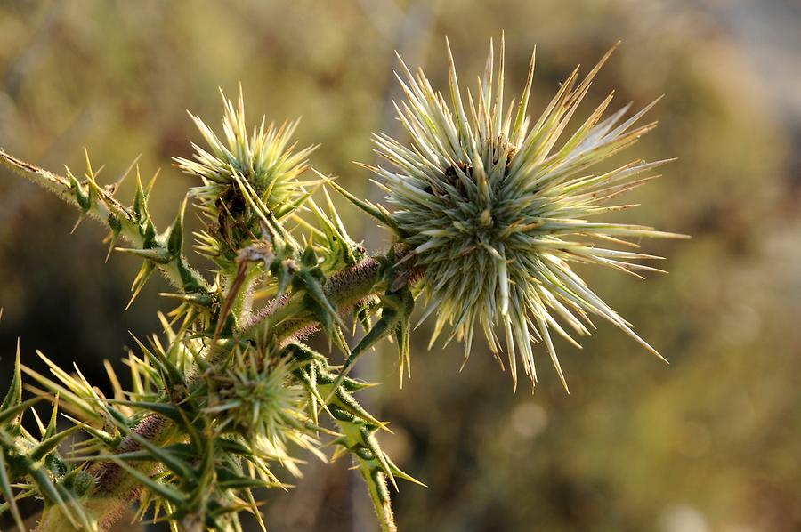 Oros Zas - Thistle