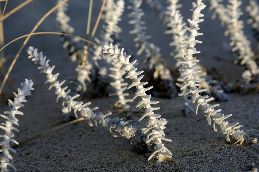 Plaka Beach - Vegetation