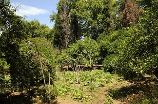 Vegetable Garden