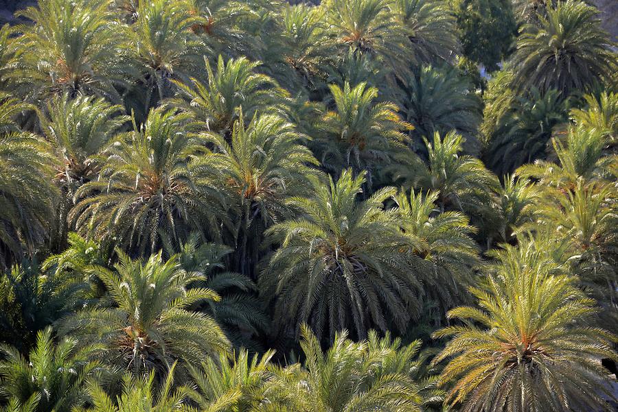 Vai - Palm Trees