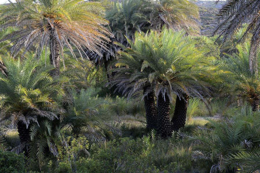 Vai - Palm Trees