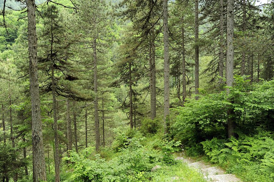 Mount Olympus Enipeas Canyon