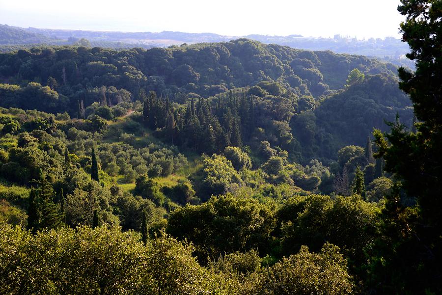 Coastal Forest at Loutra Killinis