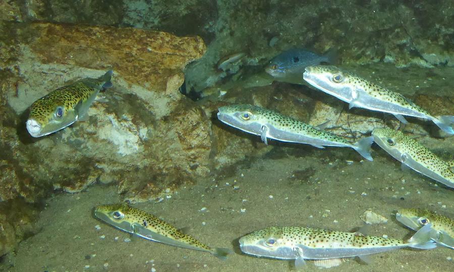 Fish in the harbor of Rhodes