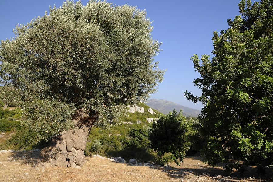 Olive trees