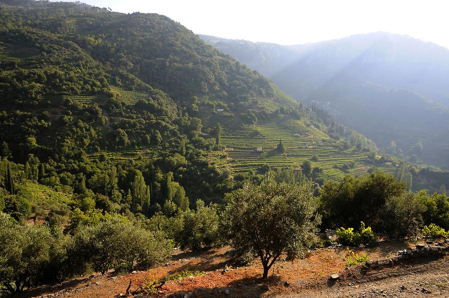 Vineyards near Manolates