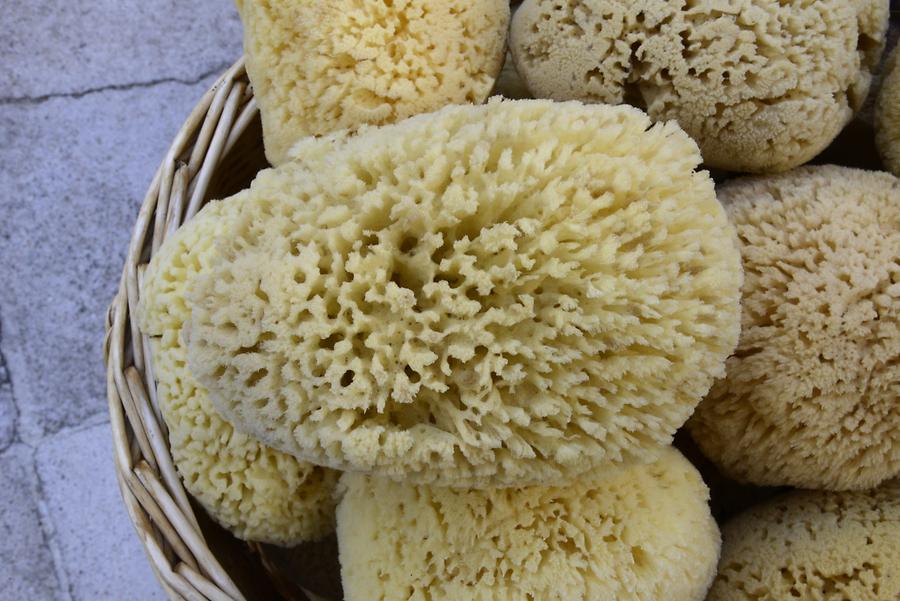 Sponges