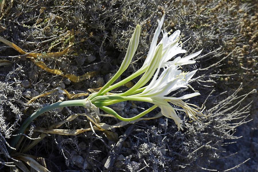 Cape Akrotiri - Vegetation