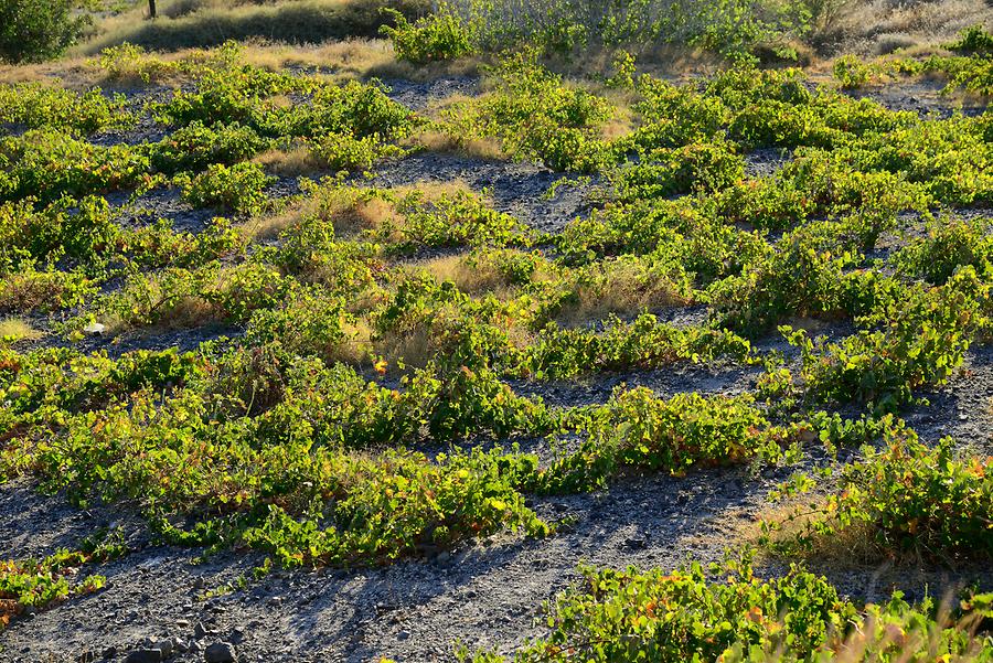 Vineyard near Mesa Gonia