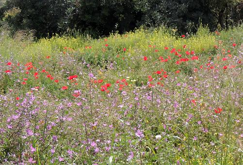 Meadow with flowers nearby