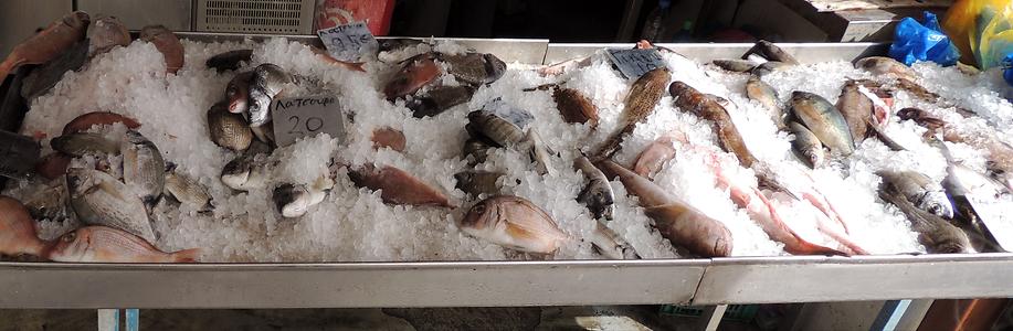 Frische Fische im Hafen