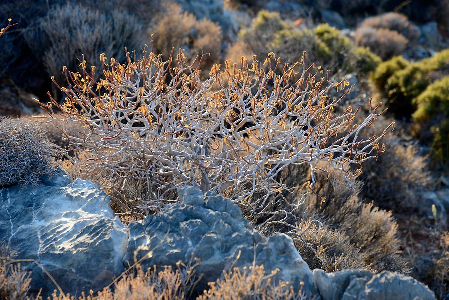 Zakros Gorge (Valley of the Dead) - Plant