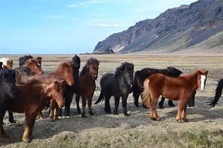 Iceland horses