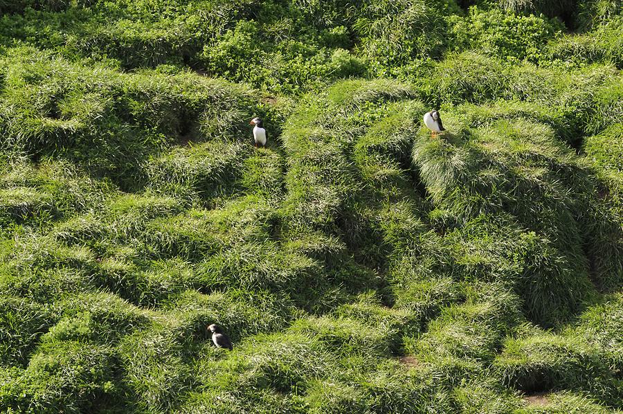 Puffins