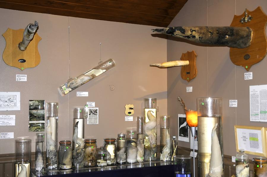 Húsavik - Phallological Museum