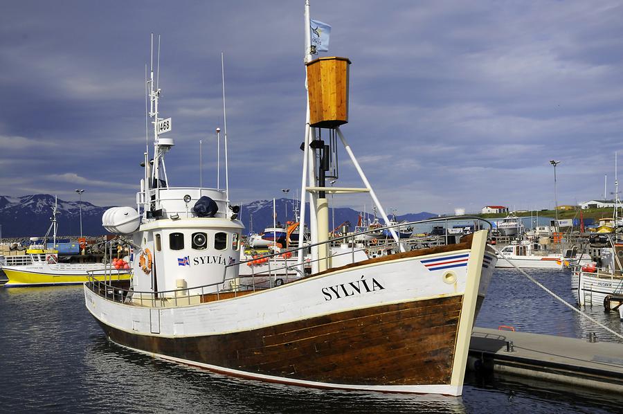 Húsavik - Whale Watching