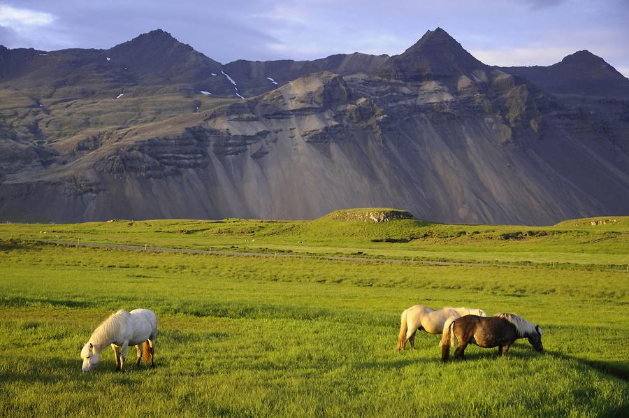 Iceland Horses