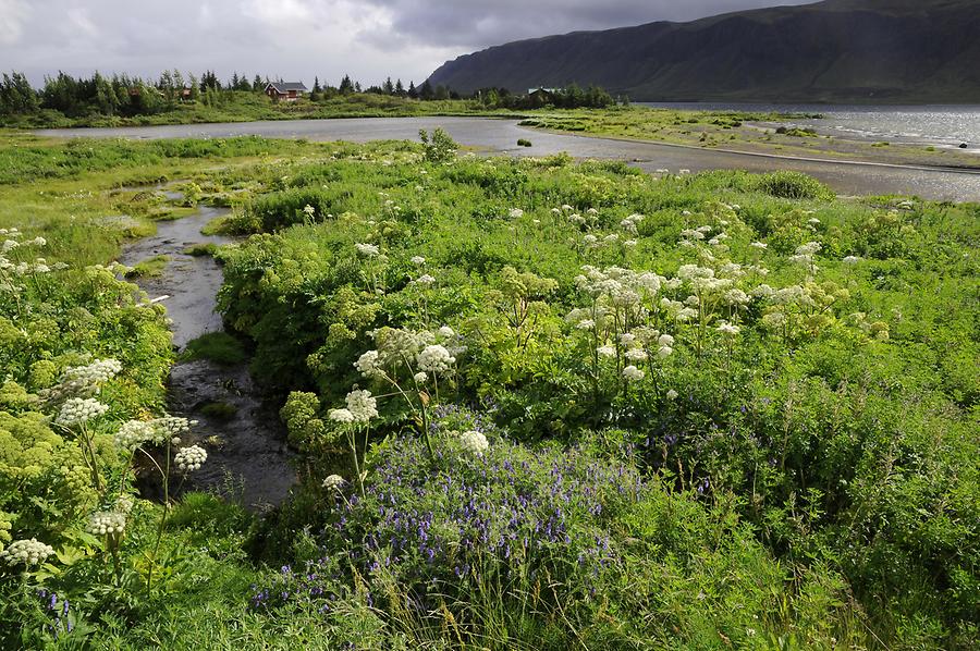 Thingvellir - Landscape