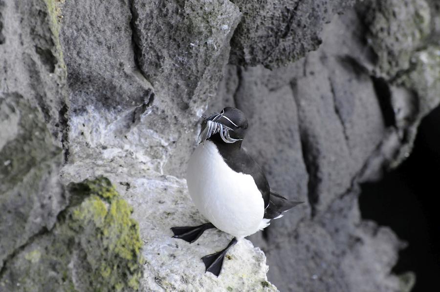 Latrabjarg - Common Guillemot