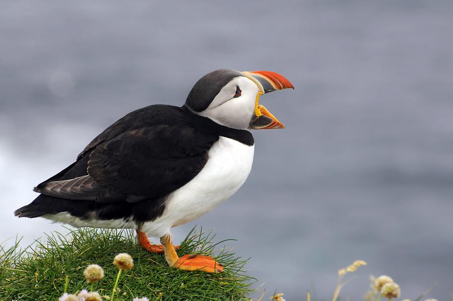 Latrabjarg - Puffin