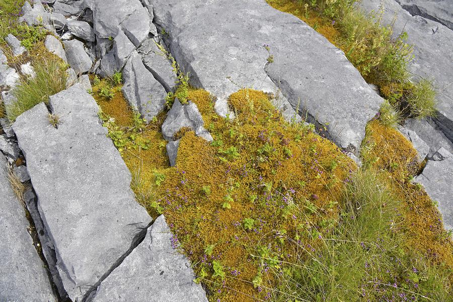 Burren - Karst; Vegetation