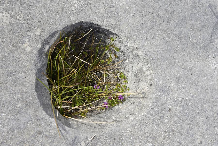 Burren - Karst; Vegetation