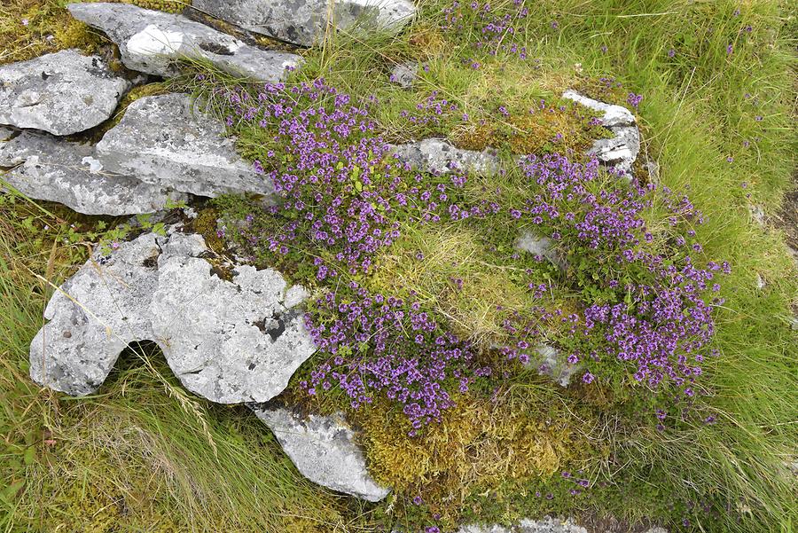 Cahercommaun - Vegetation