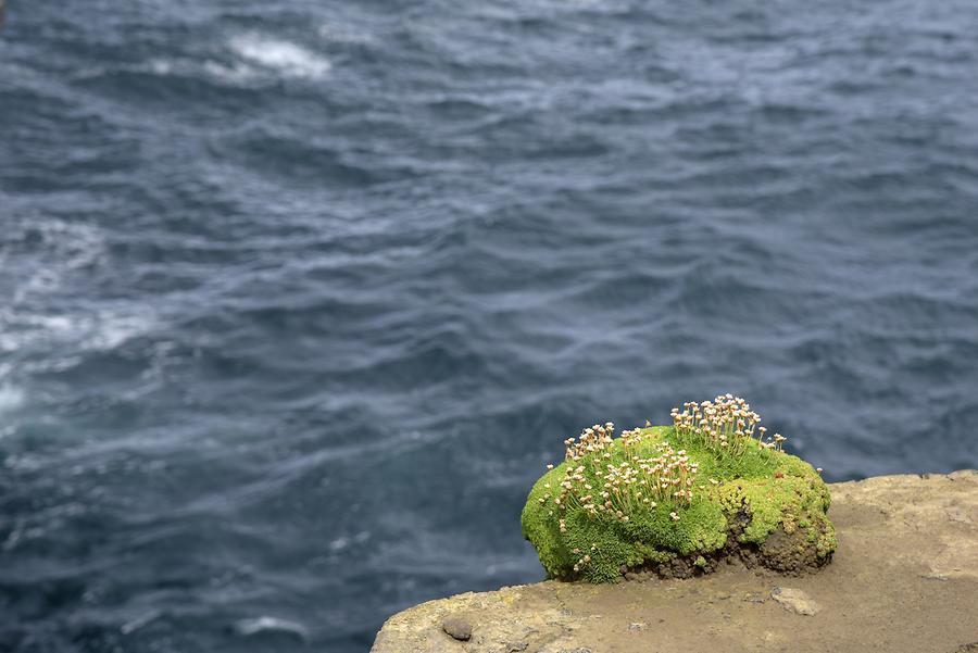 Downpatrick Head