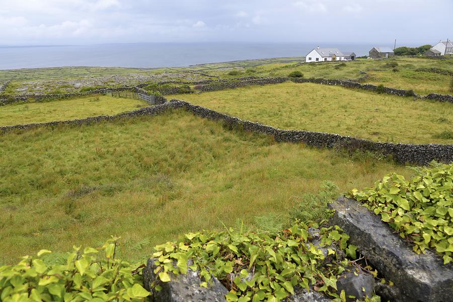 Inishmore Island - Fields