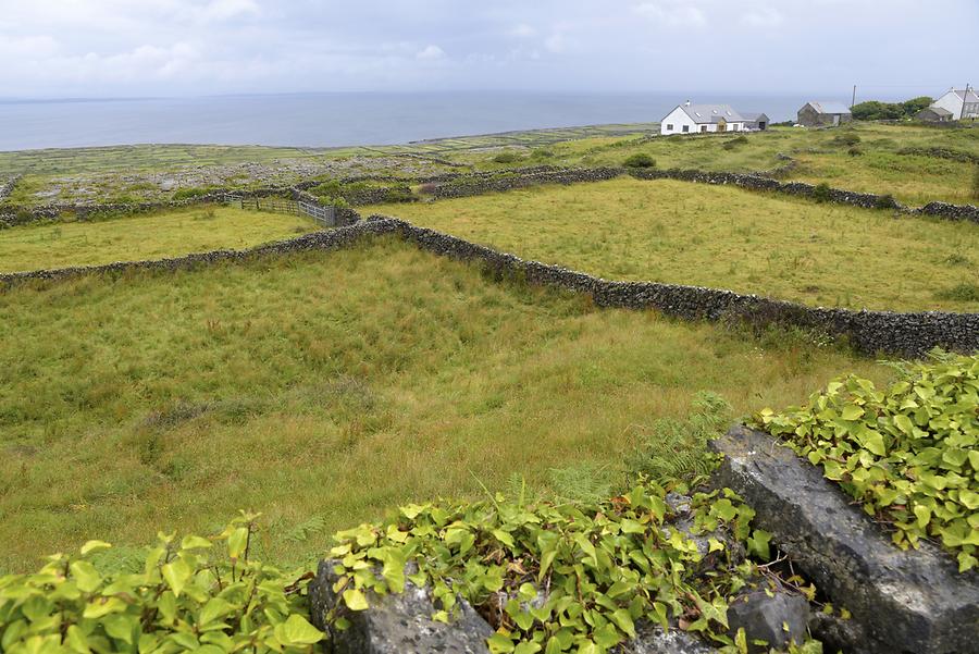 Inishmore Island - Fields