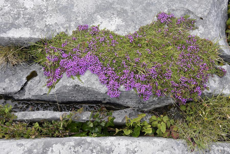 Inishmore Island - Vegetation