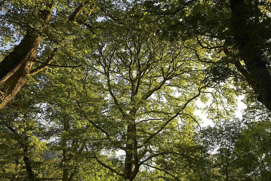 Glendalough - Oak Forest