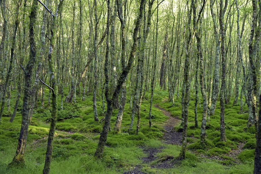 Glendalough - Oak Forest