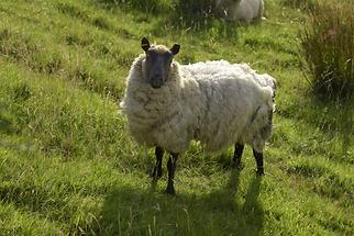 Glenveagh National Park - Sheep (2)